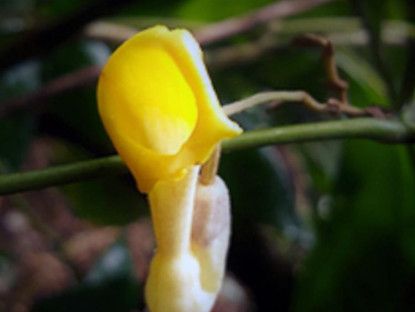 Chuyển động - Việt Nam bất ngờ phát hiện 2 loài hoa mới, thế giới chưa biết