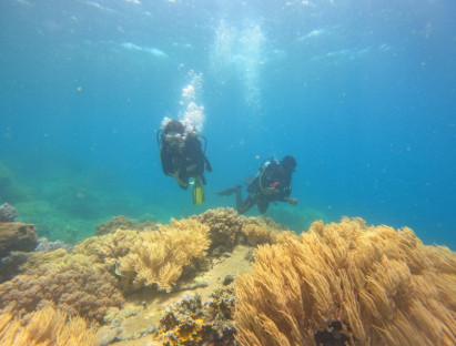 Du khảo - Lặn biển ngắm san hô cực đẹp ở biển Sơn Đừng, Khánh Hòa