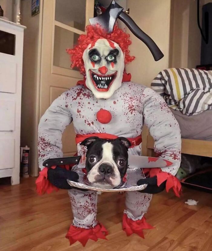 Những trang phục Halloween 'siêu độc' của thú cưng - 10