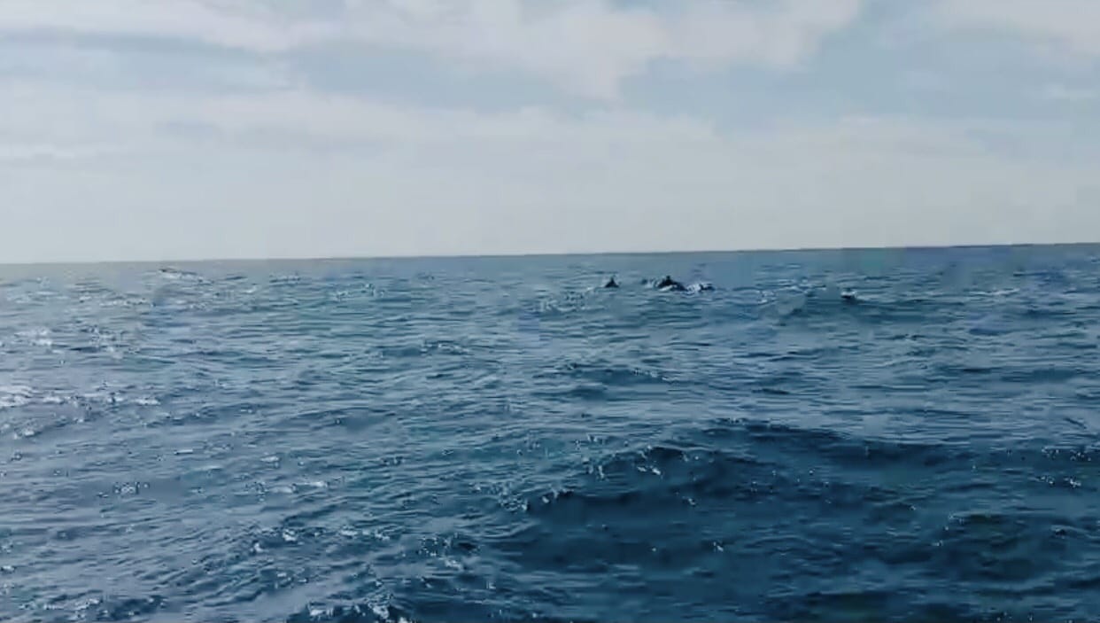 Thắng cảnh Hòn Cau - Điểm "du lịch" ưa thích của cá voi, cá heo - 9