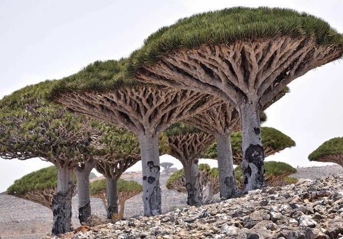 Hòn đảo kỳ lạ chứa loại cây độc đáo bậc nhất hành tinh - 2