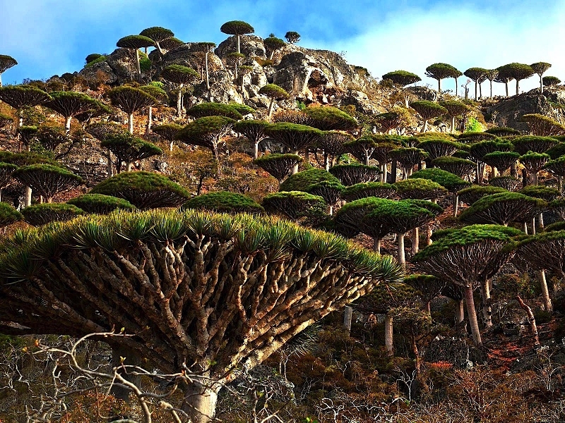 Hòn đảo kỳ lạ chứa loại cây độc đáo bậc nhất hành tinh - 3