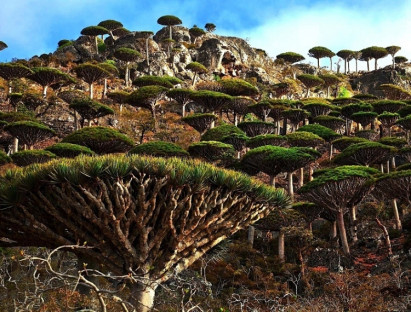 Chuyện hay - Hòn đảo kỳ lạ chứa loại cây độc đáo bậc nhất hành tinh