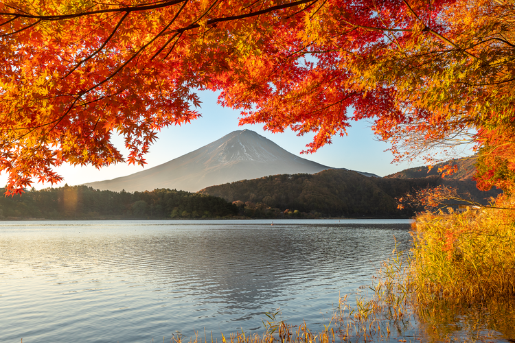 Mùa thu Nhật Bản rực rỡ, đẹp đến xiêu lòng - 1