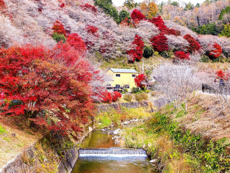 Mùa thu Nhật Bản rực rỡ, đẹp đến xiêu lòng - 5