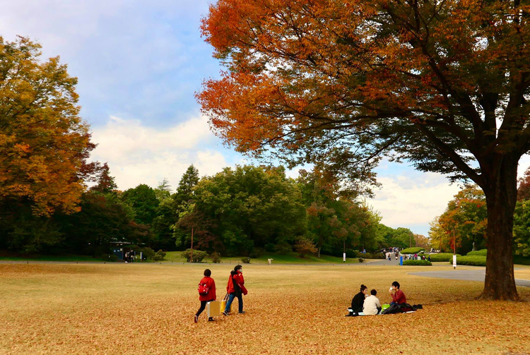 Mùa thu Nhật Bản rực rỡ, đẹp đến xiêu lòng - 7