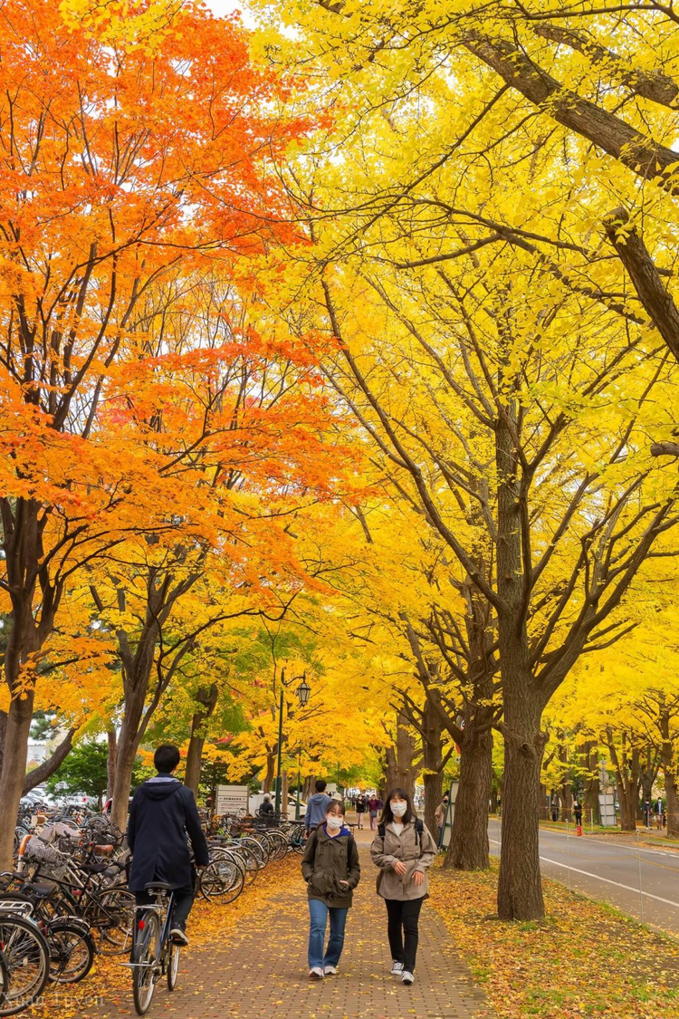 Mùa thu Nhật Bản rực rỡ, đẹp đến xiêu lòng - 4