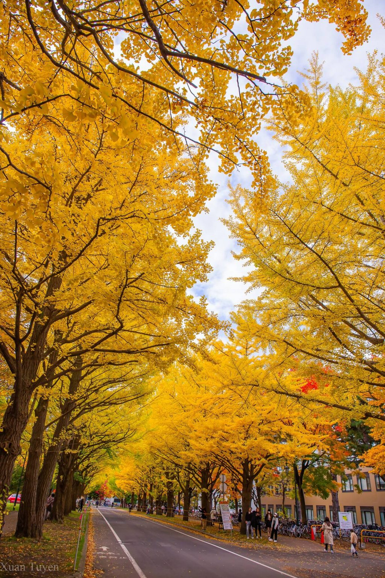 Mùa thu Nhật Bản rực rỡ, đẹp đến xiêu lòng - 3