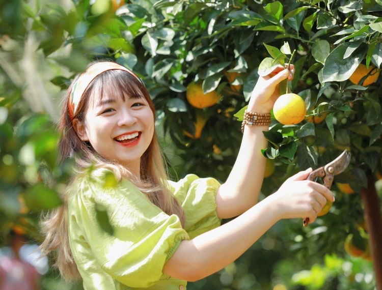 Check-in vườn cam chín vàng ở Mộc Châu