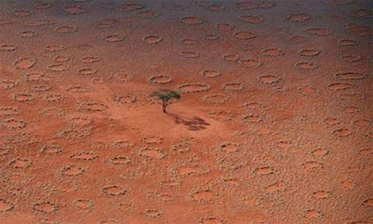 Giải mã thành công những "vòng tròn thần tiên" ở sa mạc Namib - 2