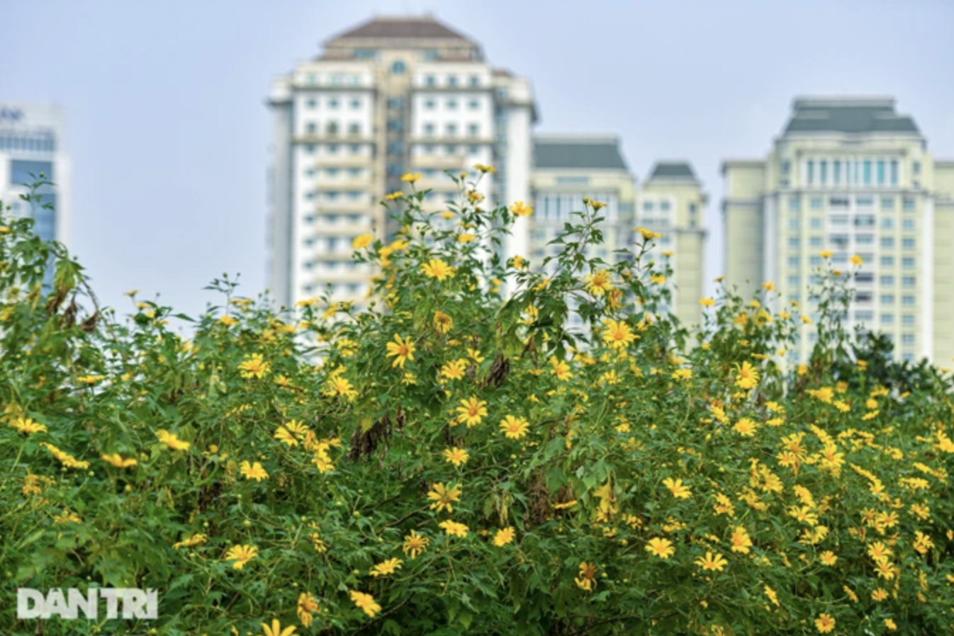 Ngắm vườn hoa dã quỳ 200 cây phủ sắc vàng giữa lòng Hà Nội - 5