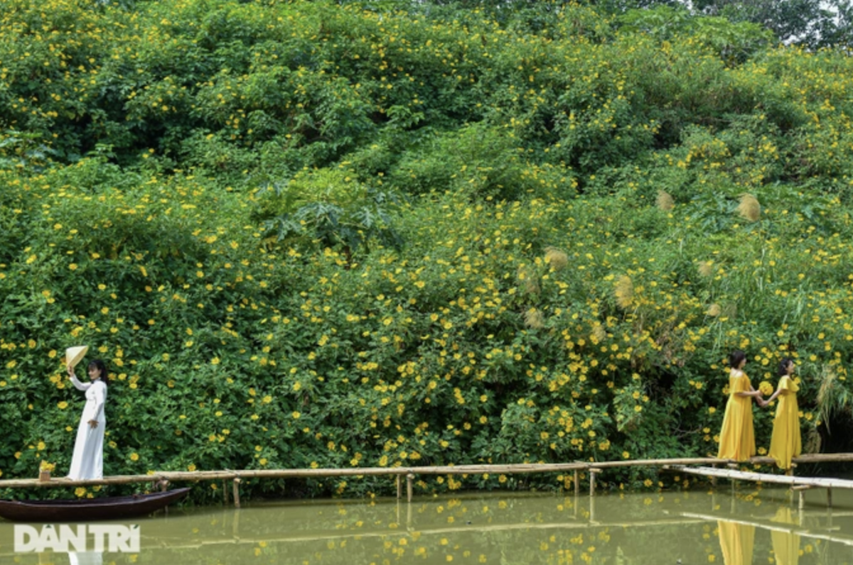 Ngắm vườn hoa dã quỳ 200 cây phủ sắc vàng giữa lòng Hà Nội - 7