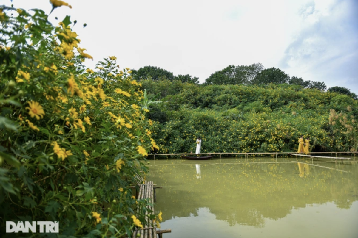 Ngắm vườn hoa dã quỳ 200 cây phủ sắc vàng giữa lòng Hà Nội - 11