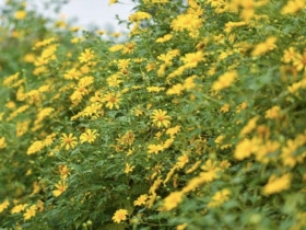  - Ngắm vườn hoa dã quỳ 200 cây phủ sắc vàng giữa lòng Hà Nội