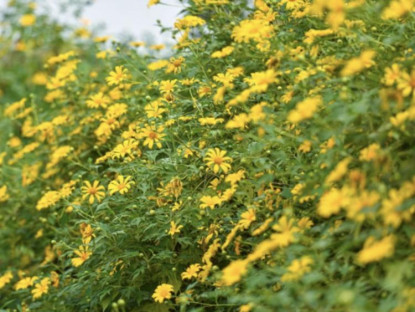 Du khảo - Ngắm vườn hoa dã quỳ 200 cây phủ sắc vàng giữa lòng Hà Nội