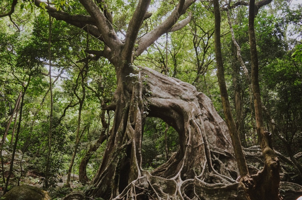 Độc đáo cây đa ngơ ngác gần 1000 năm tuổi trên bán đảo Sơn Trà  Báo Dân  trí
