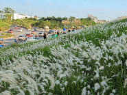 Đến Long Biên check-in tại đồng cỏ lau 'cực thơ'