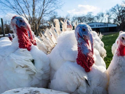 Mua sắm - Người Anh chật vật mua gà tây cho Giáng sinh vì khủng hoảng cúm gia cầm