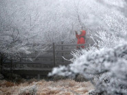 Hàn Quốc rét đậm, bắt đầu có tuyết rơi