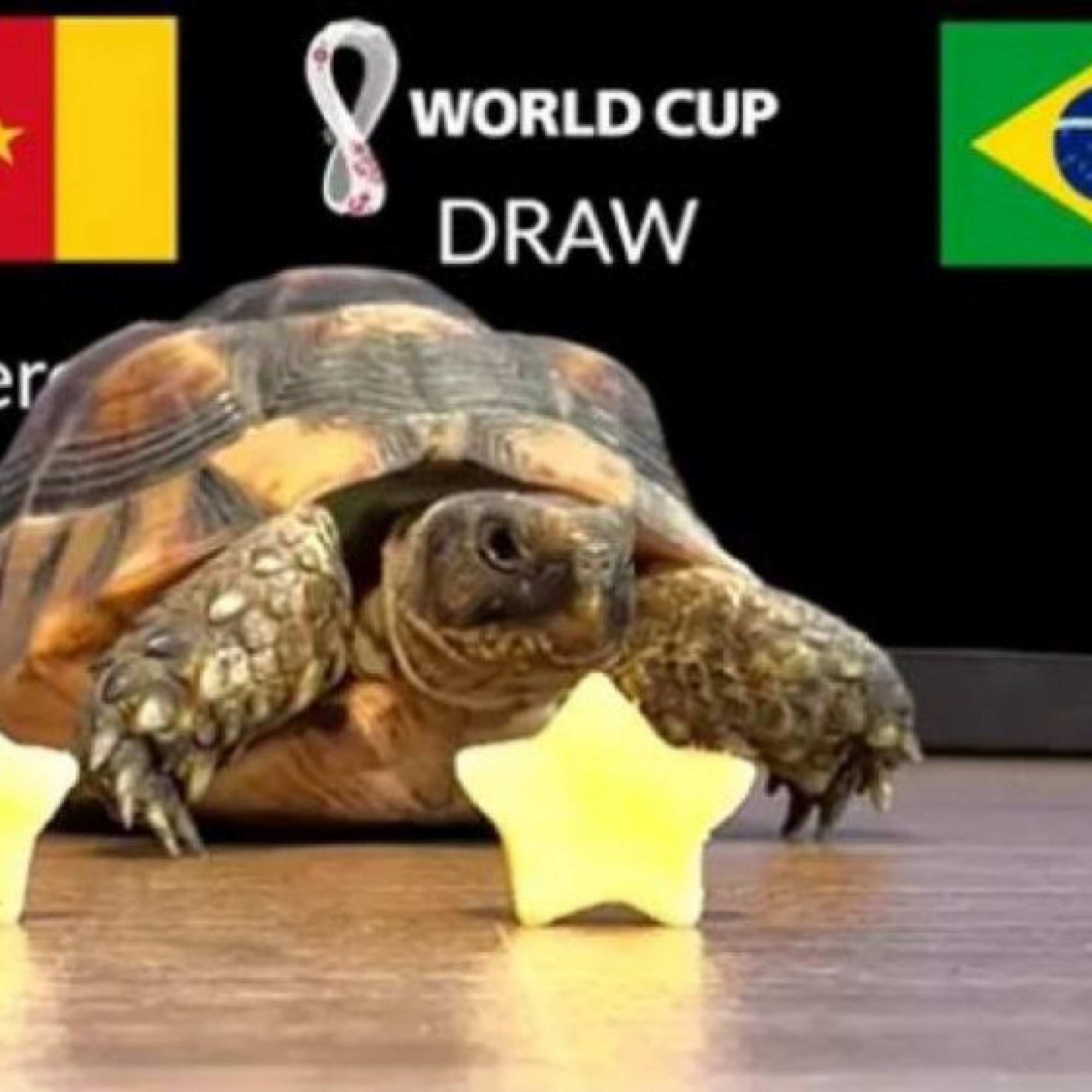  - Tin nóng bóng đá World Cup tối 2/12: Rùa tiên tri trổ tài trận Cameroon - Brazil
