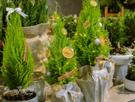 5 loại cây mùa Noel cực dễ chăm, dễ trồng, giá phải chăng vô cùng!