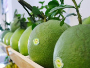 Bưởi da xanh Việt Nam bán ở Mỹ giá hơn 500.000 đồng/kg