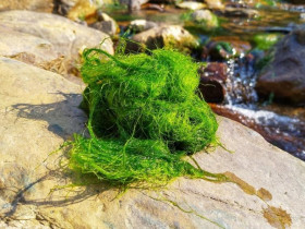 'Món trời cho' ngày Tết ăn thấy bâng khuâng ở Tây Bắc