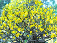 Săn mai vàng cực phẩm chơi Tết