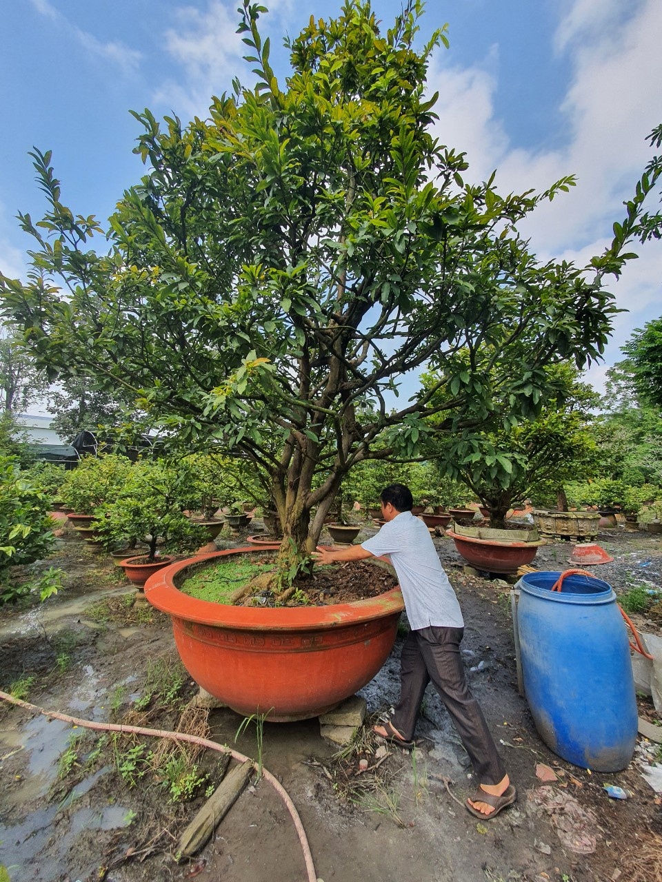 Săn mai vàng cực phẩm chơi Tết - 2