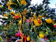 Bưởi Diễn sai trĩu quả, giá 75 triệu/cây chào Tết Nguyên đán