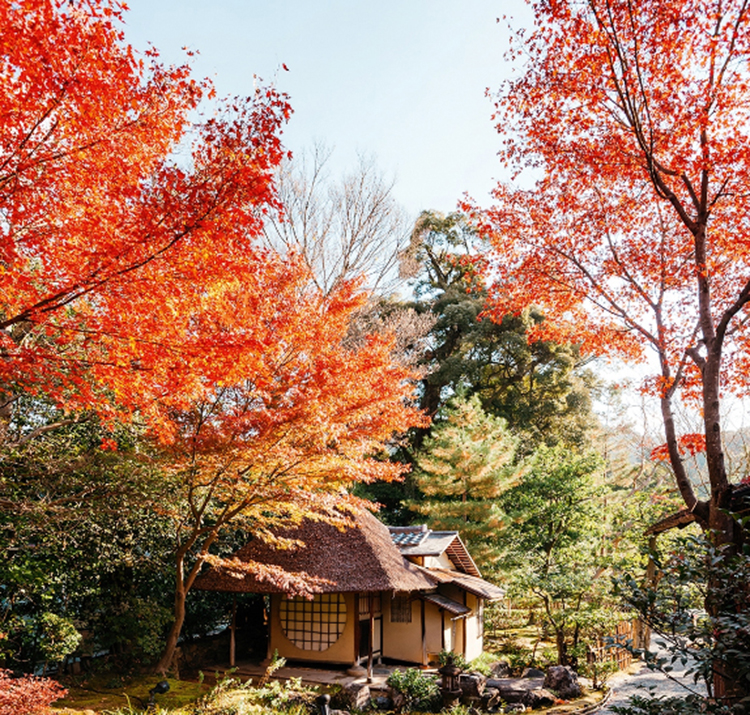 Mùa ngắm lá thu ở Kyoto - 1