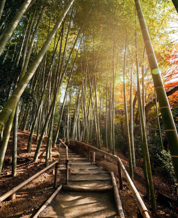 Mùa ngắm lá thu ở Kyoto - 3