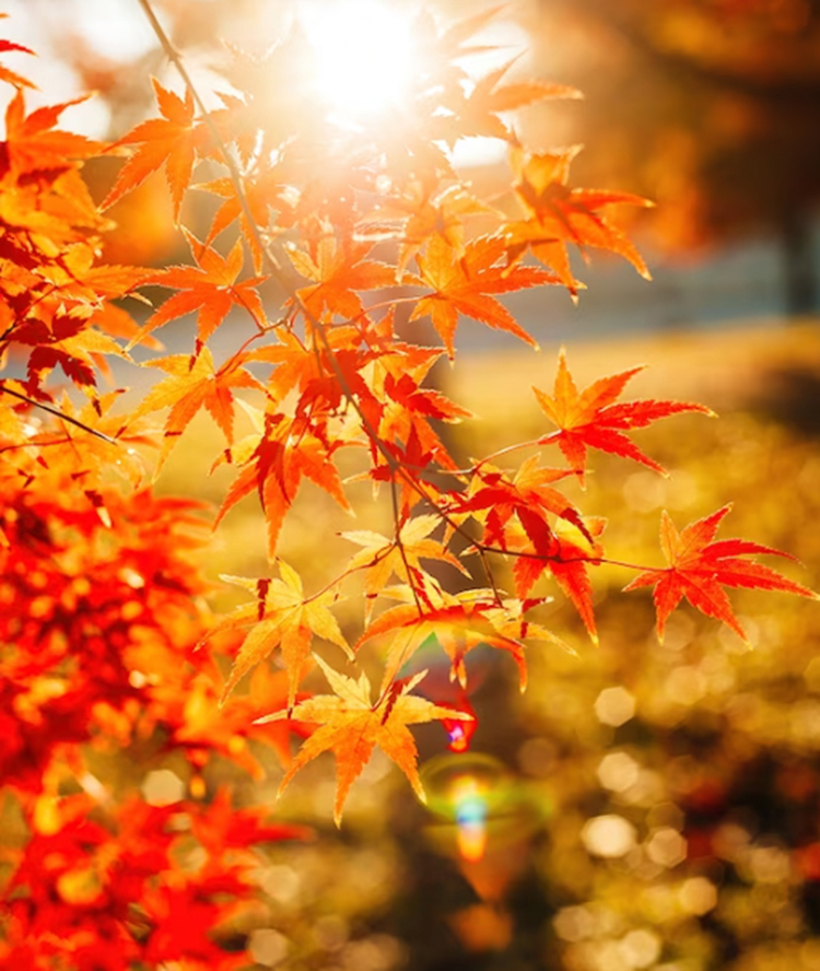 Mùa ngắm lá thu ở Kyoto - 6