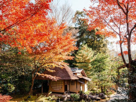  - Mùa ngắm lá thu ở Kyoto