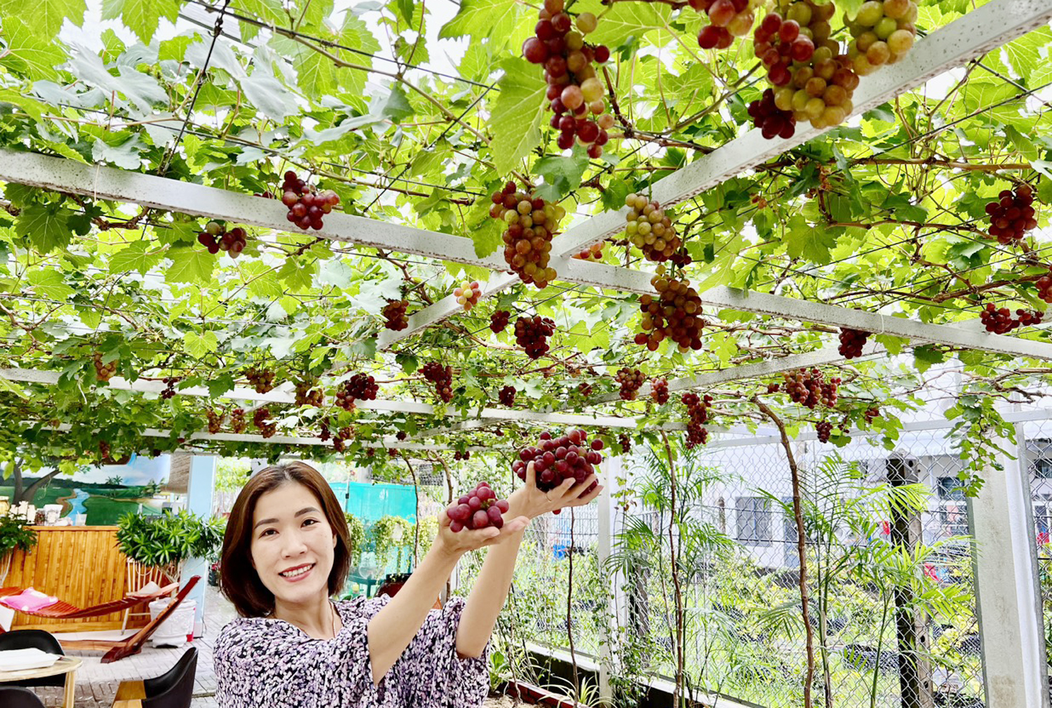 Nho Ninh Thuận chín đỏ rực trong khu vườn “gieo rắc đam mê” ở Sóc Trăng - 2