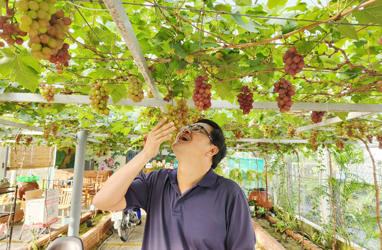 Nho Ninh Thuận chín đỏ rực trong khu vườn “gieo rắc đam mê” ở Sóc Trăng - 5