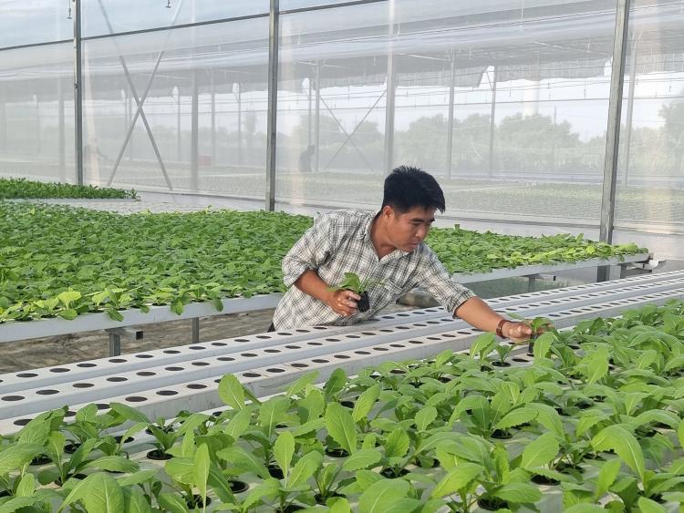 Sản xuất rau sạch công nghệ cao, HTX Tuấn Ngọc nhận Danh hiệu 63 HTX tiêu biểu Việt Nam