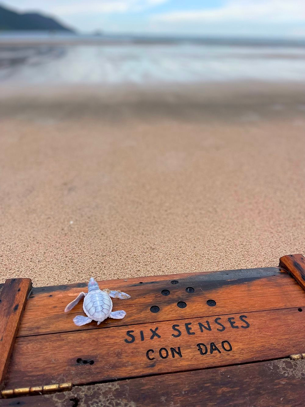 Rùa biển bạch tạng xuất hiện tại Six Senses - Điều kì diệu ở Côn Đảo - 3