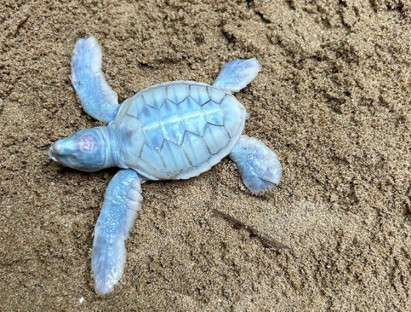 Chuyện hay - Rùa biển bạch tạng xuất hiện tại Six Senses - Điều kì diệu ở Côn Đảo