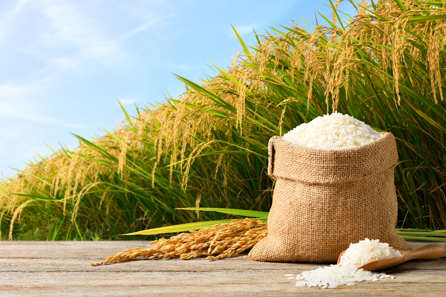 Doanh nghiệp ngành gạo đón ‘trợ lực’ từ Bac A Bank - 1