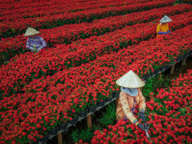  - Đi tour trước tết – Rước xuân về nhà tết Giáp Thìn 2024