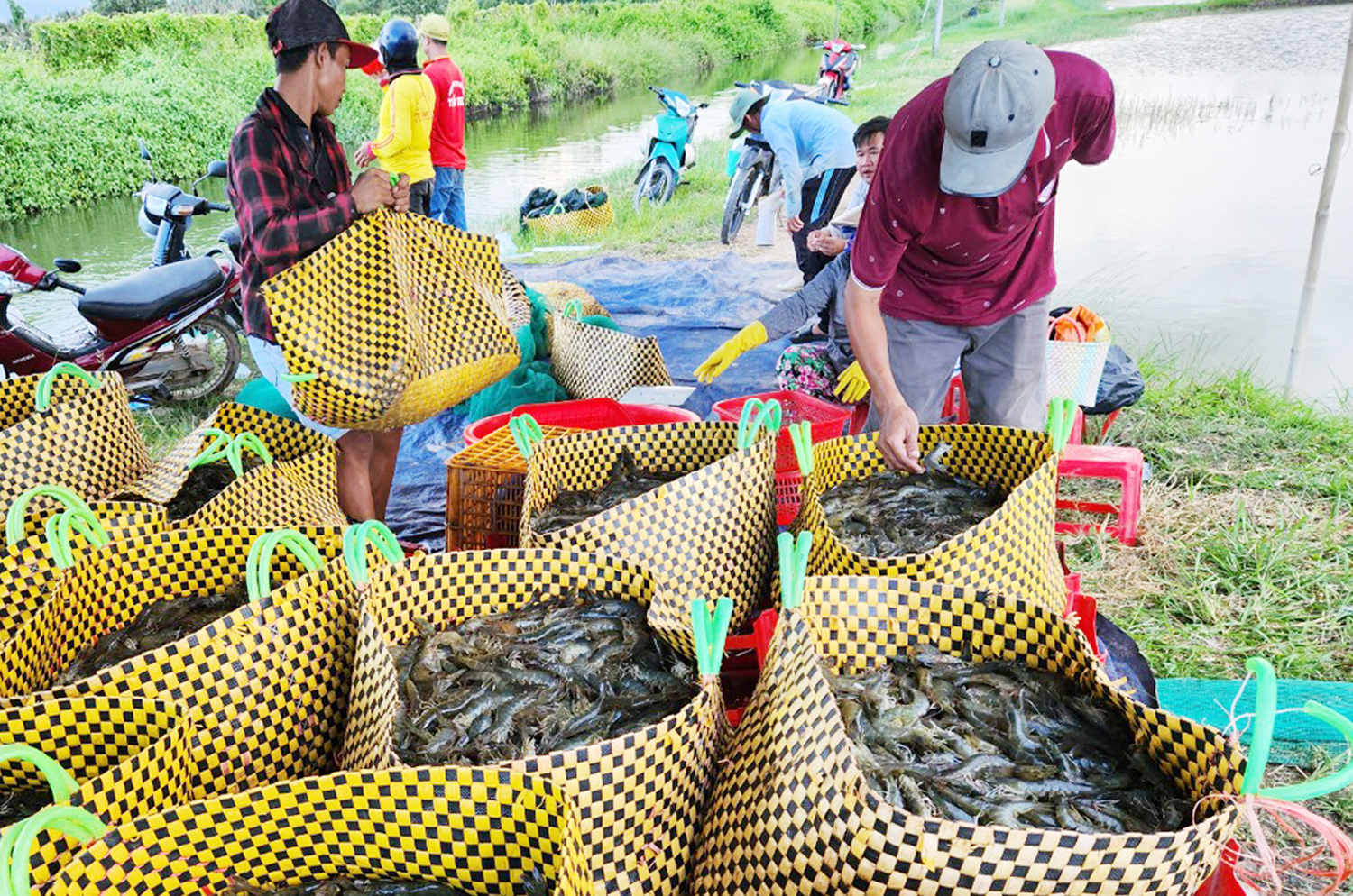 Cà Mau tổ chức Festival Tôm - 2