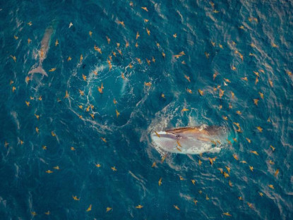Du khảo - Độc đáo khoảnh khắc mẹ con cá voi săn mồi ở vùng biển Đề Gi