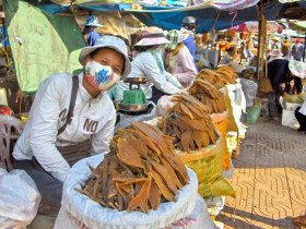 Khoai deo của người nghèo vùng cát: Từ thức quà quê kiểng thành kỷ lục châu Á