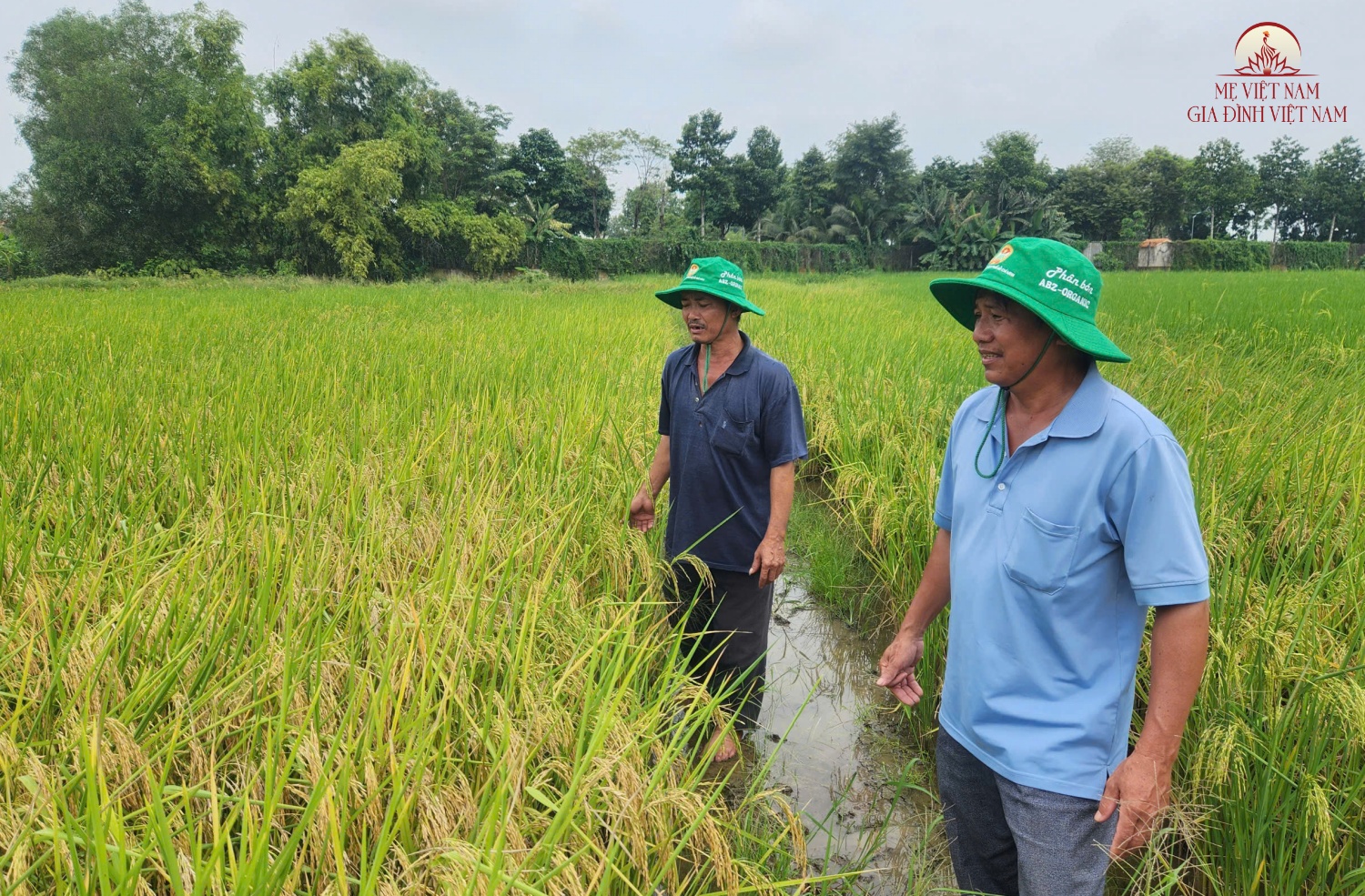 TP.HCM thu hoạch vụ lúa ST25 đầu tiên, khởi đầu cho cuộc cách mạng nông nghiệp bền vững - 3