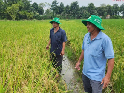 Chuyện hay - TP.HCM thu hoạch vụ lúa ST25 đầu tiên, khởi đầu cho cuộc cách mạng nông nghiệp bền vững