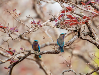 Chuyện hay - Những khoảnh khắc đẹp ngỡ ngàng của tự nhiên tại triển lãm ảnh Chim và thú hoang dã