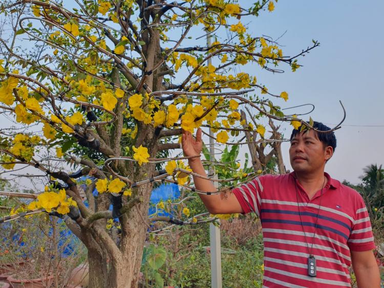 Công nhận làng mai vàng Bình Lợi: Mở ra triển vọng mới cho du lịch nông thôn