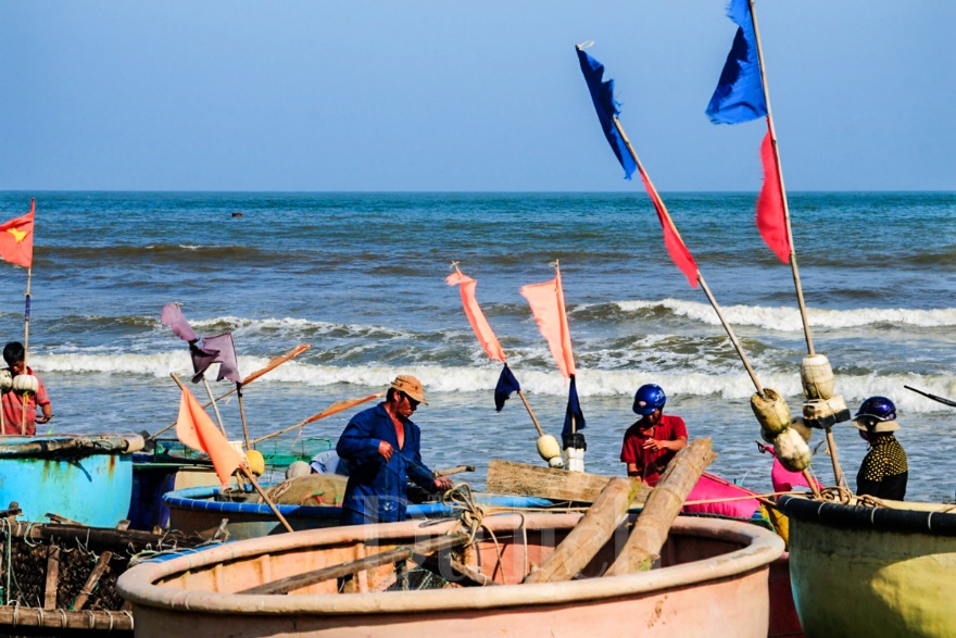 Cảnh báo du khách, tránh xa loài cua biển độc này - 1