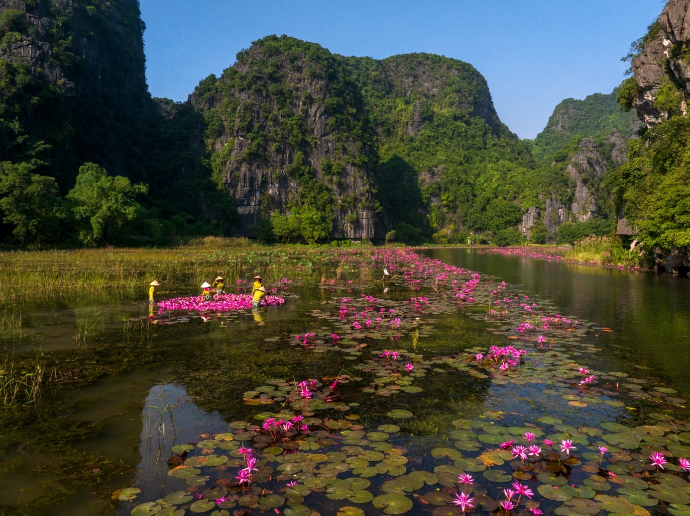 Mùa hoa súng nở rộ tạo nên cảnh đẹp như tranh ở Tam Cốc - 4